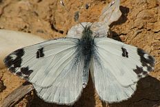 Lythria depuncta - Östlicher Resedafalter (Resedafalter, Resedaweißling)